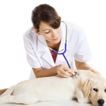 veterinaria test 2015