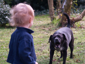 Cane morde bambino