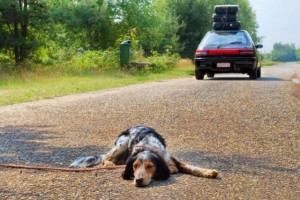 Omissione di soccorso verso animali investiti 2