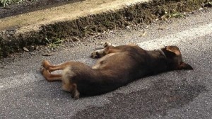 Omissione di soccorso verso animali investiti